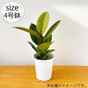 観葉植物 斑入りフィカス ジン ゴムの木 4号...の詳細画像4