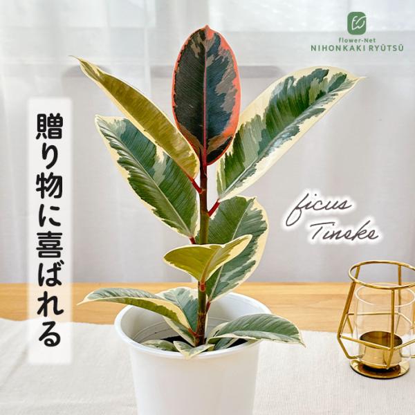 予約販売 観葉植物 フィカス ティネケ ゴムの木 4号鉢 観葉植物 小型 小さい 室内 贈り物 プレ...