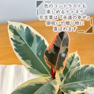 観葉植物 フィカス ティネケ ゴムの木 4号鉢...の詳細画像1