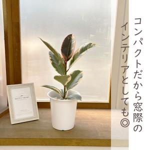 観葉植物 フィカス ティネケ ゴムの木 4号鉢...の詳細画像2