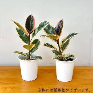観葉植物 フィカス ティネケ ゴムの木 4号鉢...の詳細画像3