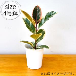 観葉植物 フィカス ティネケ ゴムの木 4号鉢...の詳細画像4