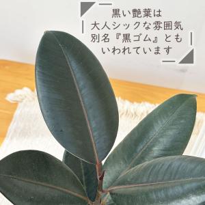 観葉植物 フィカス バーガンディ ゴムの木 4...の詳細画像1