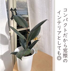 観葉植物 フィカス バーガンディ ゴムの木 4...の詳細画像2