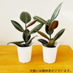 観葉植物 フィカス バーガンディ ゴムの木 4...の詳細画像3