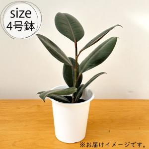 観葉植物 フィカス バーガンディ ゴムの木 4...の詳細画像4