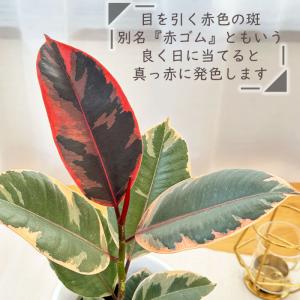 観葉植物 フィカス ベリーズ ゴムの木 4号鉢...の詳細画像1