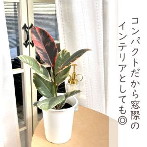 観葉植物 フィカス ベリーズ ゴムの木 4号鉢...の詳細画像2