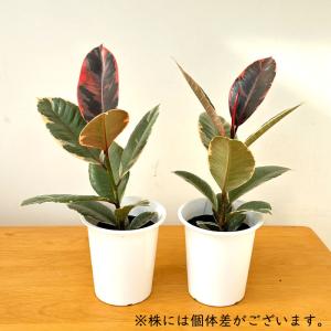観葉植物 フィカス ベリーズ ゴムの木 4号鉢...の詳細画像3
