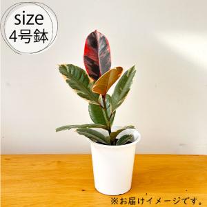 観葉植物 フィカス ベリーズ ゴムの木 4号鉢...の詳細画像4
