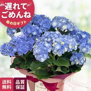 爆買 母の日 ギフト 花 アジサイ ユーミートゥ...の商品画像