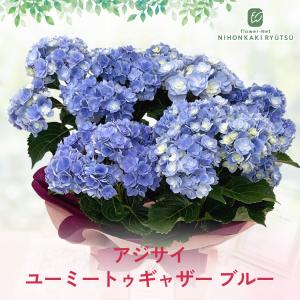 爆買 母の日 ギフト 花 アジサイ ユーミート...の詳細画像3
