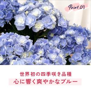 爆買 母の日 ギフト 花 アジサイ ユーミート...の詳細画像4