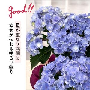 爆買 母の日 ギフト 花 アジサイ ユーミート...の詳細画像5