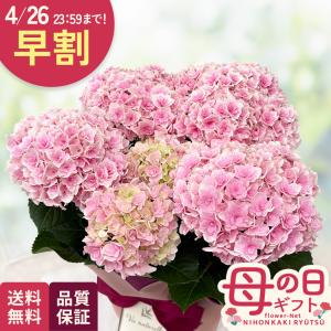 母の日 ギフト 花 アジサイ 竜宮 ピンク 5号鉢 早割 送料無料 母の日 プレゼント 鉢植え あじさい 紫陽花 日本花キ流通