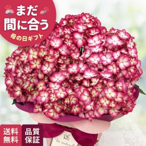 母の日 ギフト 花 アジサイ ローズピコティ 5号鉢 送料無料 母の日 プレゼント 鉢植え あじさい 紫陽花 日本花キ流通