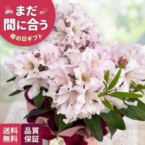 母の日 ギフト 花 シャクナゲ ダフテックローズ 5号鉢 早割 送料無料 母の日 プレゼント 鉢植え 石楠花 best 日本花キ流通