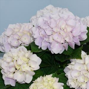 アジサイ シルクサファイア 10.5cmポット...の詳細画像1