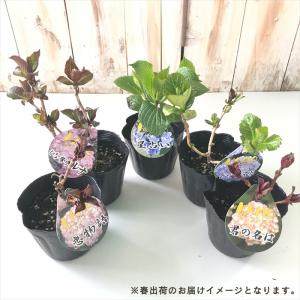 予約販売 アジサイ ひな祭りルナ ピンク 10...の詳細画像3