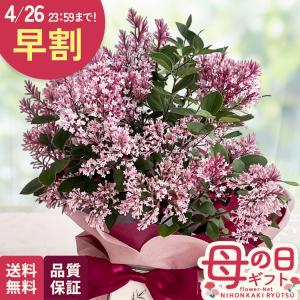 ＼ 早割 ／ 母の日 プレゼント 姫ライラック 5号鉢 送料無料 母の日ギフト 花 鉢植え best 日本花キ流通