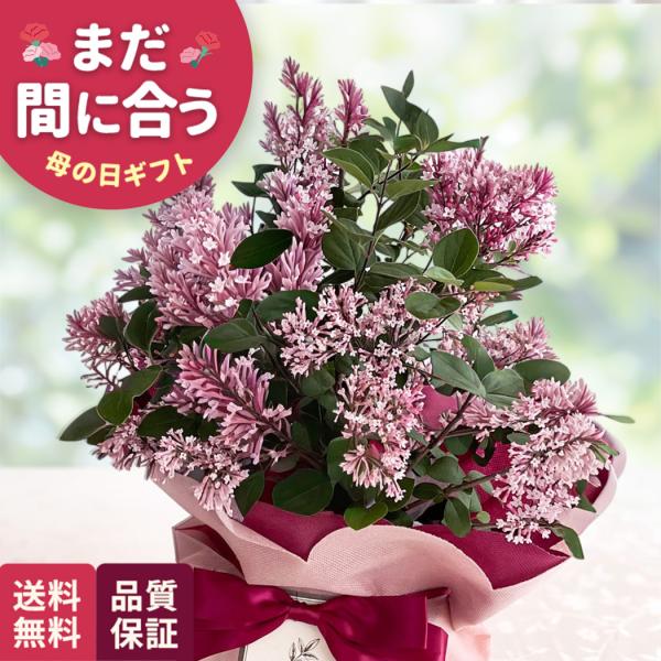 ＼ 早割 ／ 母の日 プレゼント 姫ライラック 5号鉢 送料無料 母の日ギフト 花 鉢植え best...
