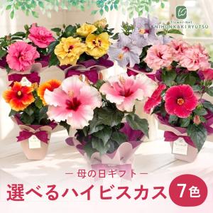 ＼遅れてごめんね/ 母の日 プレゼント 選べる...の詳細画像3