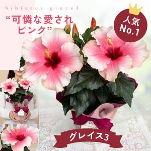 ＼遅れてごめんね/ 母の日 プレゼント 選べる...の詳細画像5