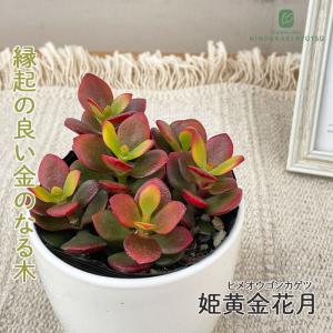 観葉植物 cot 姫黄金花月 3.5号鉢 ヒメオ...の商品画像