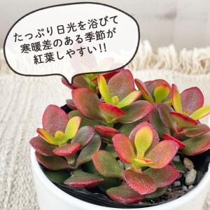 観葉植物 cot 姫黄金花月 3.5号鉢 ヒメ...の詳細画像1