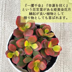 観葉植物 cot 姫黄金花月 3.5号鉢 ヒメ...の詳細画像2