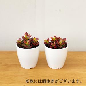 観葉植物 cot 姫黄金花月 3.5号鉢 ヒメ...の詳細画像3