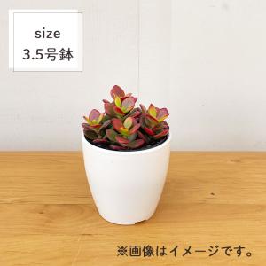 観葉植物 cot 姫黄金花月 3.5号鉢 ヒメ...の詳細画像4