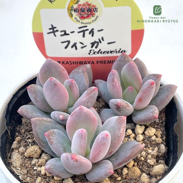 多肉植物 kswパキフィツム キューティーフィンガー 柏屋商店さん苗 エケベリア 6cmポット