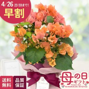 母の日 ギフト 花 ブーゲンビレア カリフォルニアオレンジ 5号鉢 早割 送料無料 母の日 プレゼント 鉢植え best 日本花キ流通