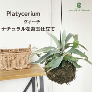 観葉植物 コウモリラン ビカクシダ ビーチー ヴィーチ 苔玉 吊り下げ ハンギング 送料無料 プラティセリウム 小型 小さい 室内 プレゼント インテリア おしゃれ