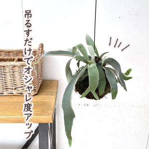 観葉植物 コウモリラン ビカクシダ ビーチー ...の詳細画像1