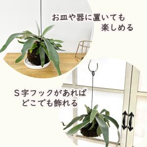 観葉植物 コウモリラン ビカクシダ ビーチー ...の詳細画像2