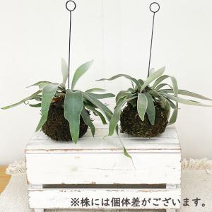 観葉植物 コウモリラン ビカクシダ ビーチー ...の詳細画像5