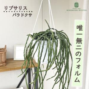 観葉植物 リプサリス パラドクサ 4.5号 吊り鉢 吊り下げ ハンギング 送料無料 希少 珍しい 観葉植物 室内 贈り物 プレゼント インテリア おしゃれ kbk