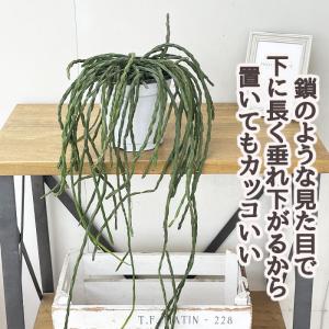 観葉植物 リプサリス パラドクサ 4.5号 吊...の詳細画像1