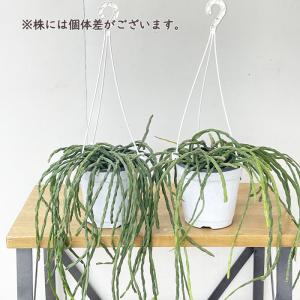 観葉植物 リプサリス パラドクサ 4.5号 吊...の詳細画像2