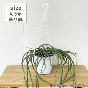 観葉植物 リプサリス パラドクサ 4.5号 吊...の詳細画像3