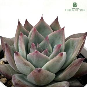 多肉植物 hmエケベリア コロラータ 実生 多肉植物 エケベリア 6cmポット