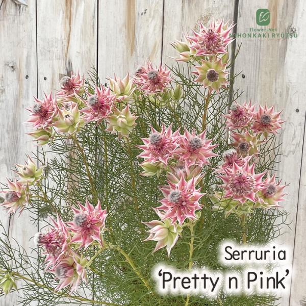 ジョーイセルリア プリティピンク 6号鉢 送料無料 オージープランツ 苗木 花木