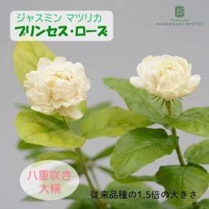 ジャスミン 苗 八重咲き 大輪 マツリカ プリンセスローズ 9cmポット 茉莉花 バラ咲き 八重 ハーブ苗 Herb exp