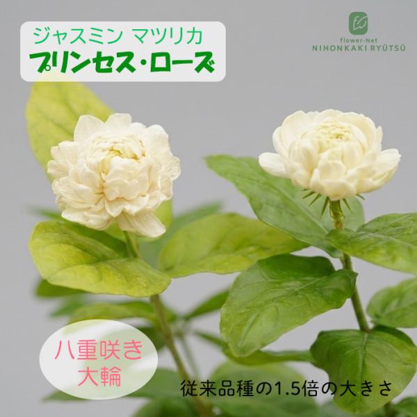ジャスミン 苗 八重咲き 大輪 マツリカ プリンセスローズ 9cmポット 茉莉花 バラ咲き 八重 ハ...