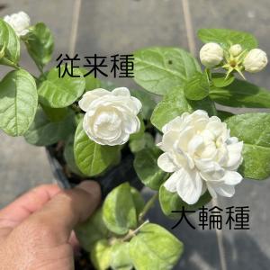 ジャスミン 苗 八重咲き 大輪 マツリカ プリ...の詳細画像1