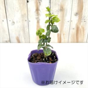 ジャスミン 苗 八重咲き 大輪 マツリカ プリ...の詳細画像3