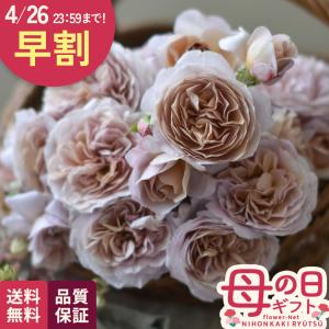 ＼ 早割 / 母の日 プレゼント バラ 河本バラ...の商品画像