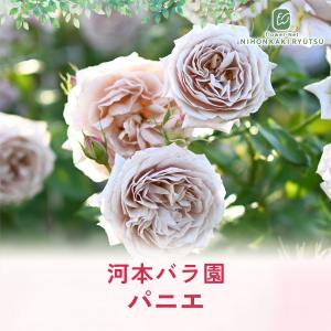 ＼ 早割 / 母の日 プレゼント バラ 河本バ...の詳細画像3